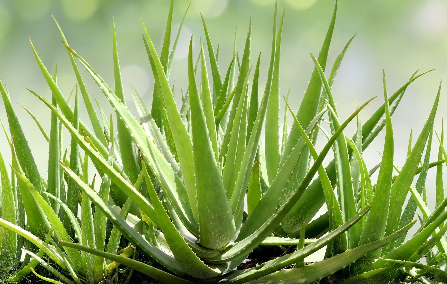 inhaltsstoffe aloe vera gel Aloe Vera Gel – 100% Feuchtigkeit [Kühlend & Pur] main image 0