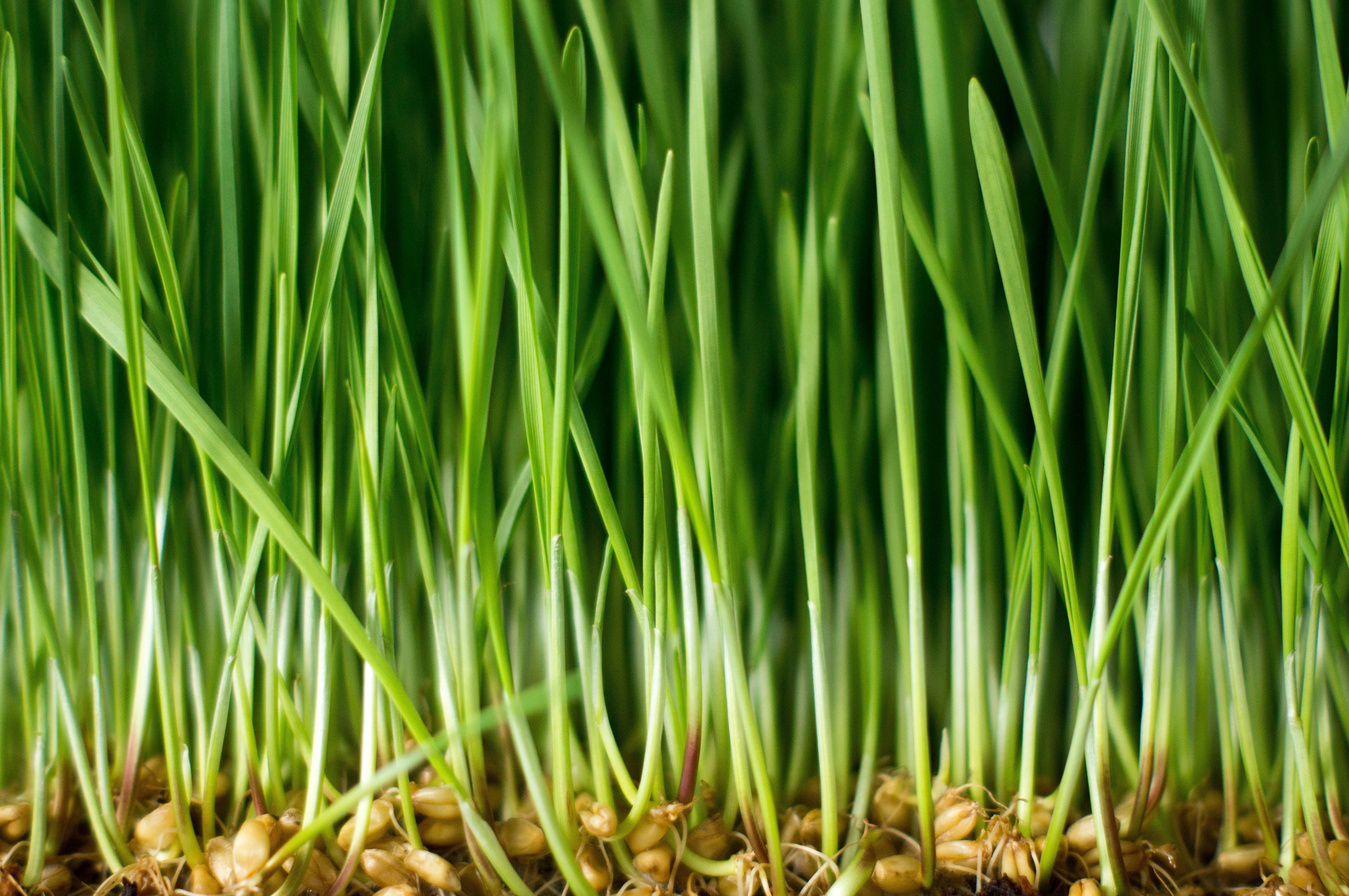 Wheatgrass