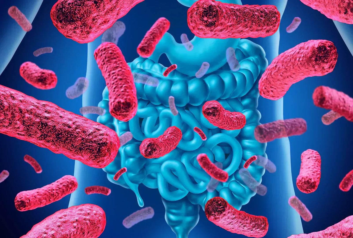 Immunity Starts in the Gut: Why a Healthy Digestive System is Your Best Defense - Future Salad