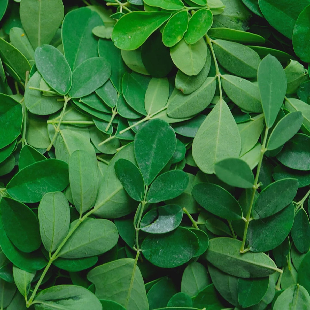 Moringa leaves