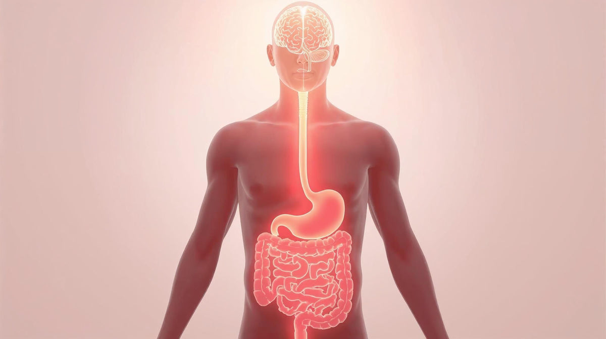 Is Your Gut Stealing Your Focus? The 10-Second Secret to Mental Clarity
