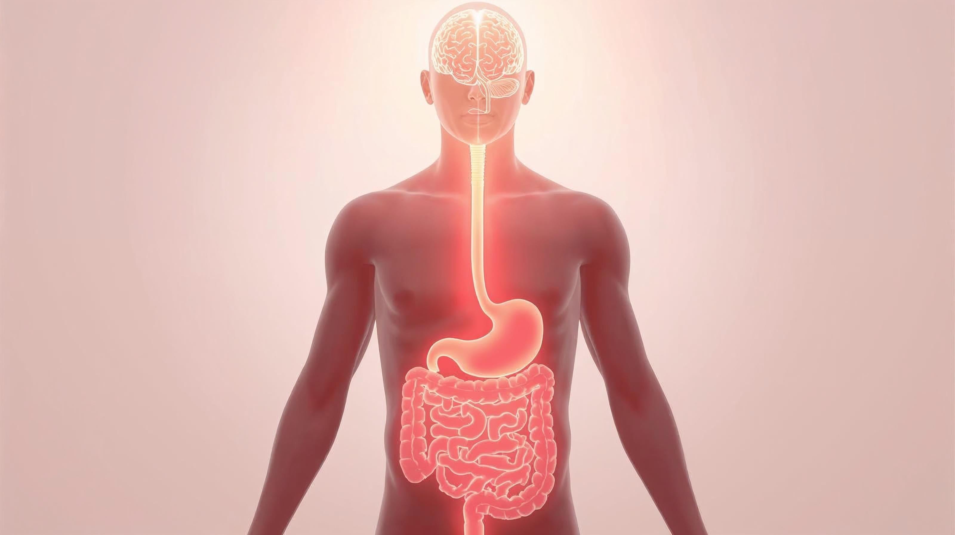 Is Your Gut Stealing Your Focus? The 10-Second Secret to Mental Clarity