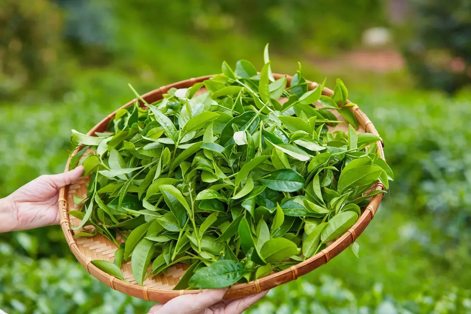 Green Tea Leaves
