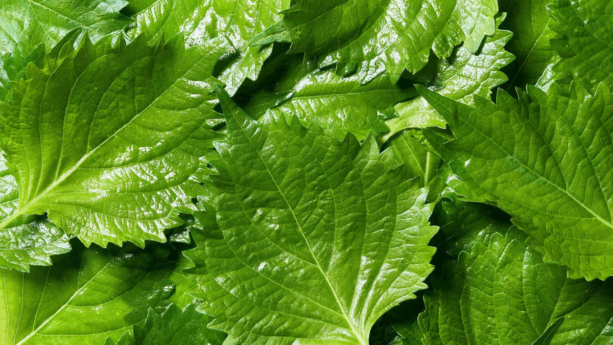 Green perilla leaves
