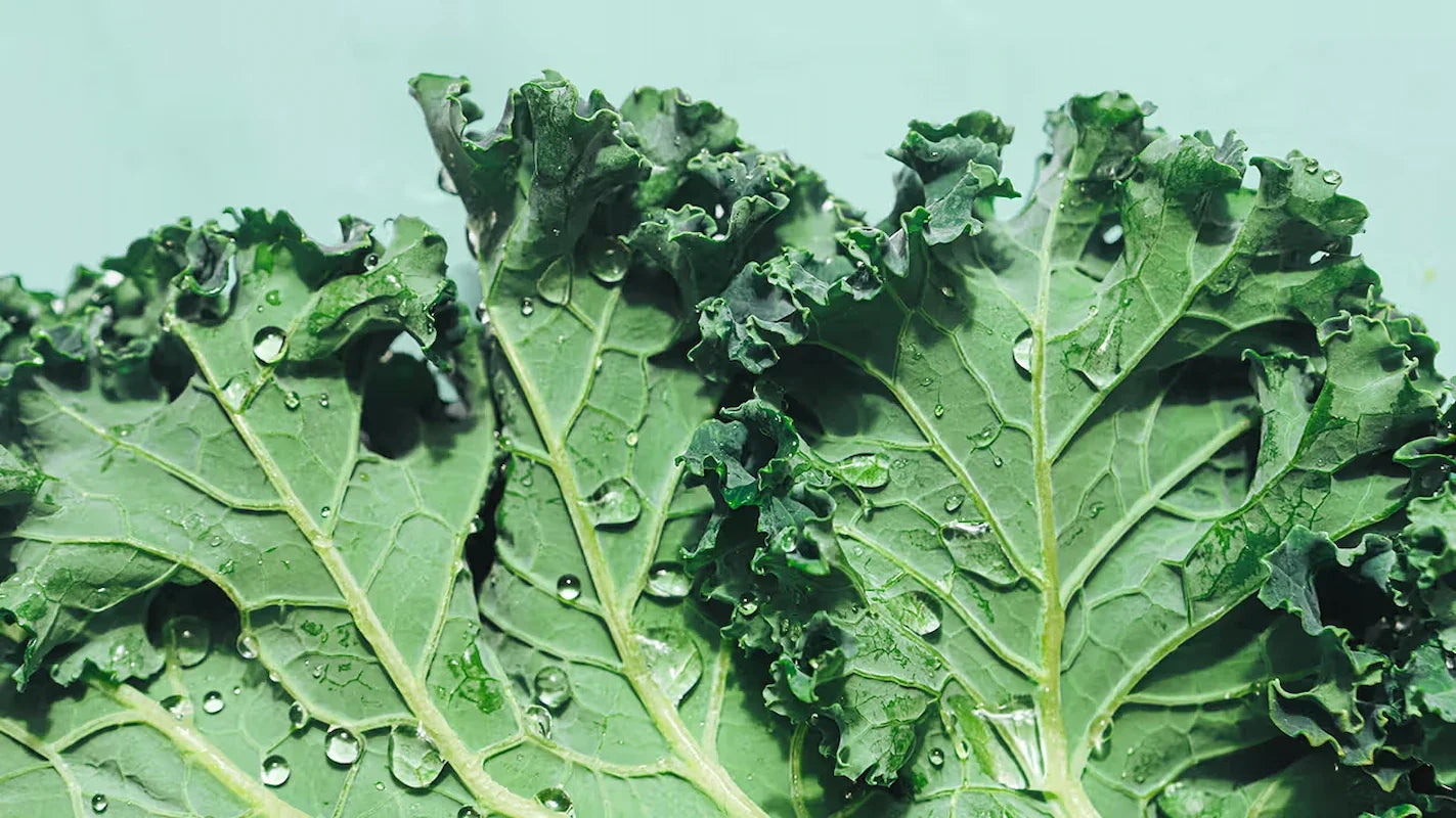 Crisp and fresh kale leaves