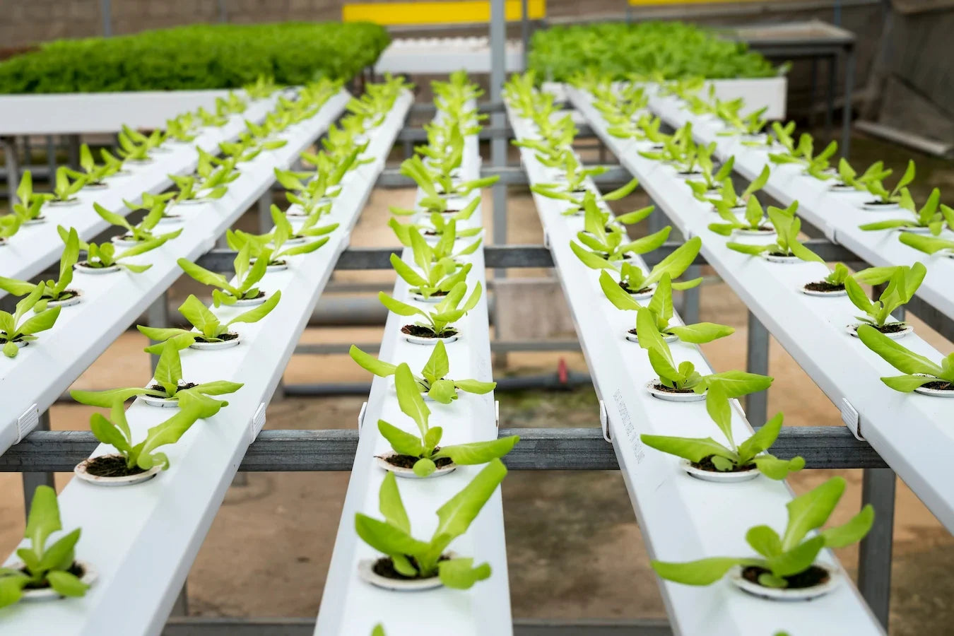The Future Is Plant-Forward: Rethinking the Way We Nourish Ourselves