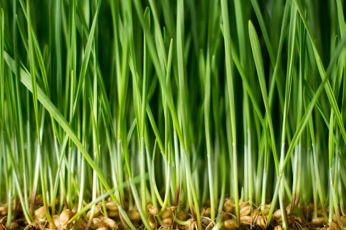 The Nutritional Profile of Wheatgrass: Greens, Chlorophyll, and Daily Fiber