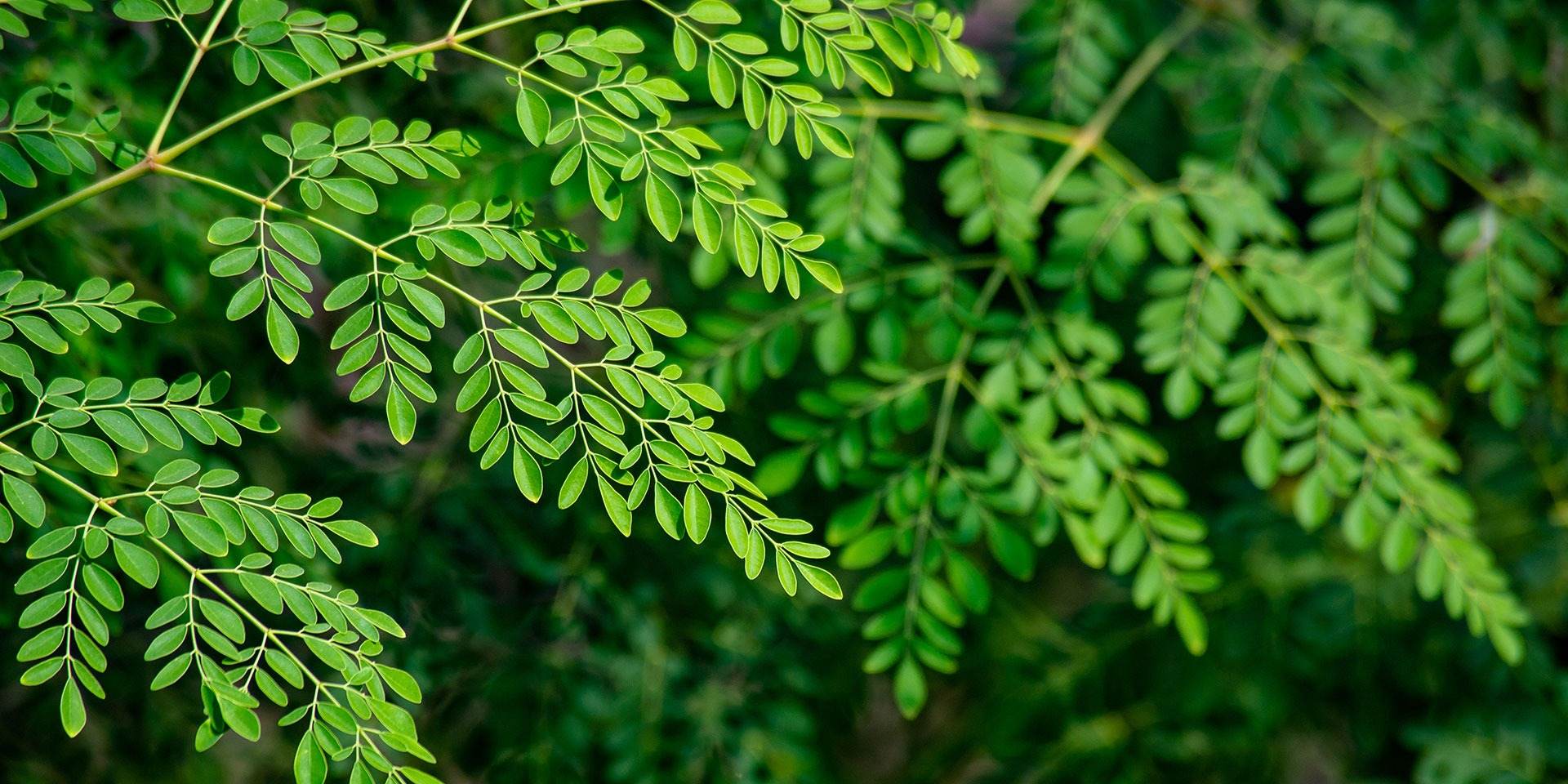 History of Detoxing: Ancient Practices with Moringa and Modern Applications - Future Salad